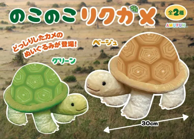 のこのこリクガメ ラインナップ 2