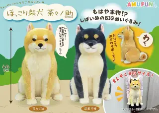 ほっこり柴犬茶々ノ助の画像
