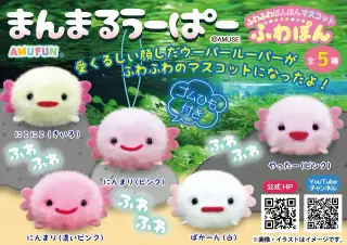 まんまるうーぱーふわぽんの画像