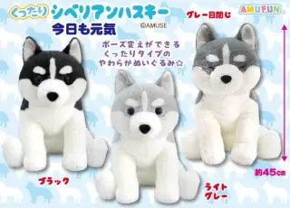 くったりシベリアンハスキー今日も元気の画像