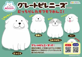 むっちりグレートピレニーズの画像