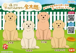 ほっこりゴールデンレトリバー金太郎の画像