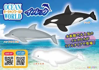 オーシャンワールドイルカの画像