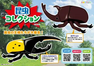 昆虫コレクションの画像