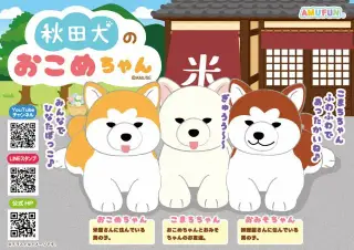秋田犬のおこめちゃんの画像