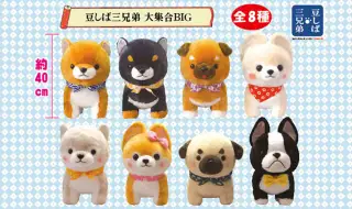 豆しば三兄弟大集合の画像