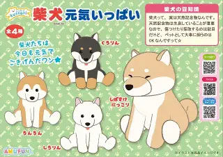 くったり柴犬元気いっぱいの画像