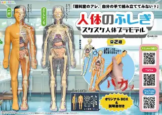 人体のふしぎスケスケ人体プラモデルの画像