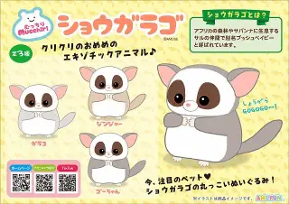 むっちりショウガラゴの画像
