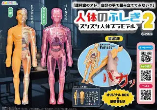 人体のふしぎスケスケ人体プラモデル2の画像