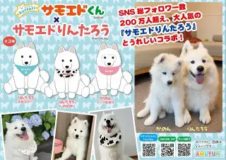 くったりサモエドくん×サモエドりんたろうの画像