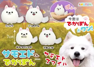 サモエドくんでかぽんの画像
