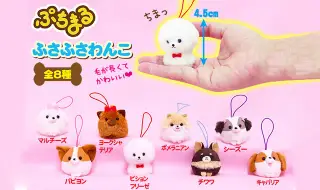 ふさふさわんことほっこりマンチカンの画像