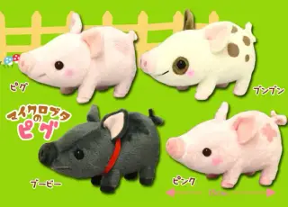 マイクロブタのピグの画像
