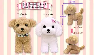 トイプーのモカちゃんの画像