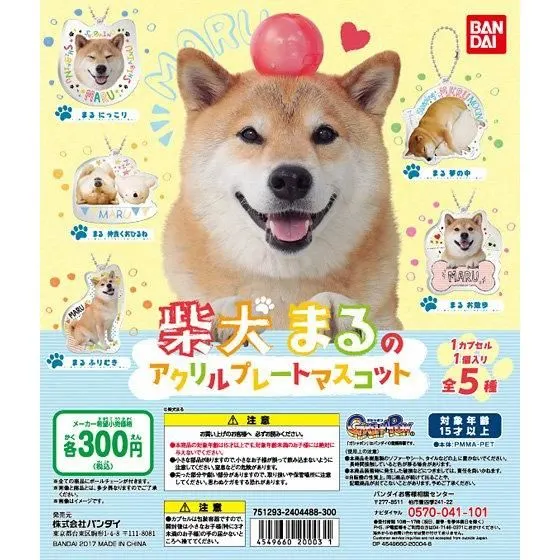 柴犬まる まるのアクリルマスコットの台紙