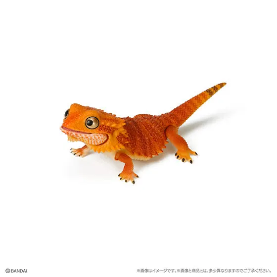 いきもの大図鑑レプティ フトアゴヒゲトカゲ フトアゴヒゲトカゲ(レッド)