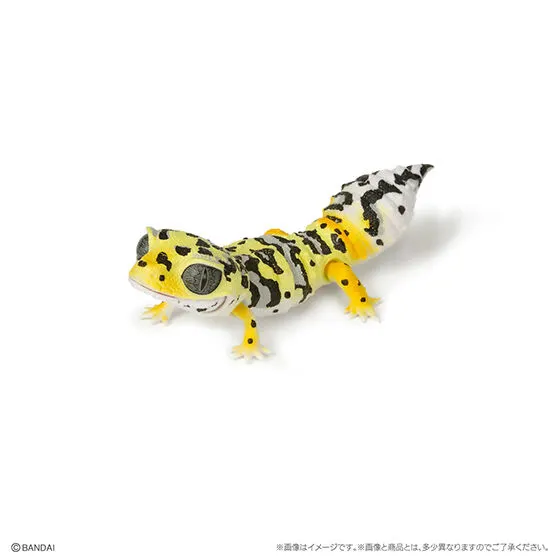 いきもの大図鑑レプティ フトアゴヒゲトカゲ レオパードゲッコー(バンディット)