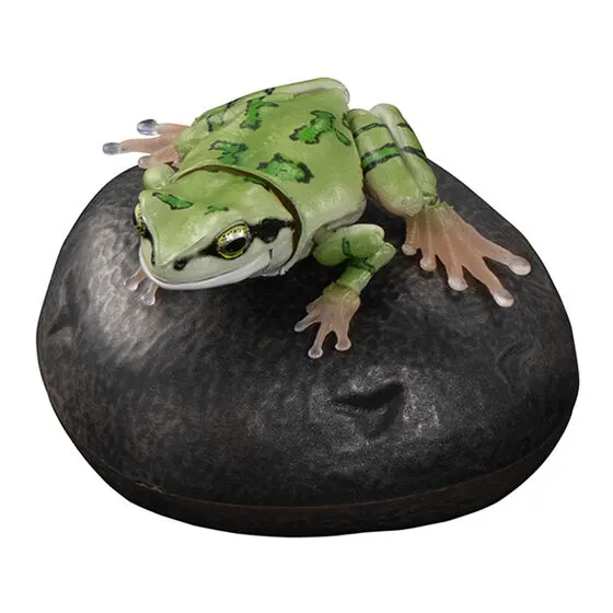 いきもの大図鑑アドバンス アマガエル アマガエル(緑まだら模様)