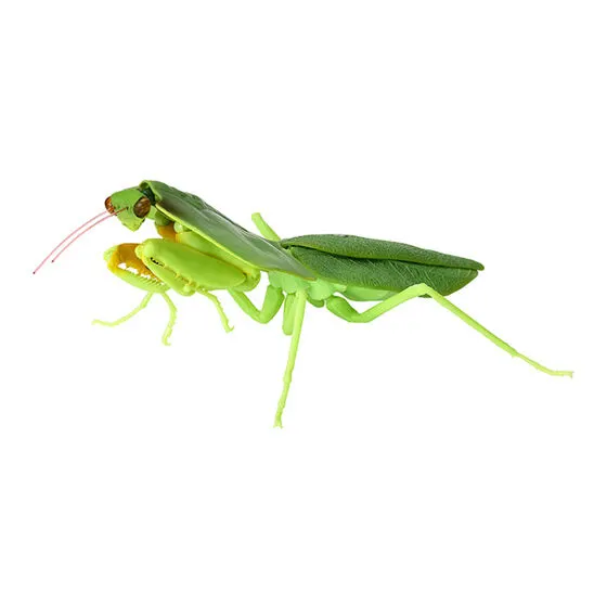 いきもの大図鑑 かまきり04 ナンベイマルムネカマキリ(ライト)
