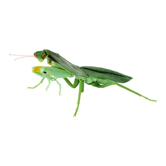 いきもの大図鑑 かまきり04 ナンベイマルムネカマキリ(ダーク)