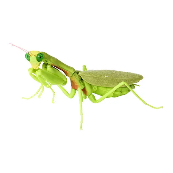 いきもの大図鑑 かまきり04 ムネアカハラビロカマキリ(成体)