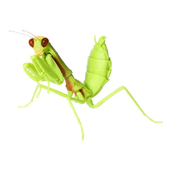 いきもの大図鑑 かまきり04 ムネアカハラビロカマキリ(幼体)