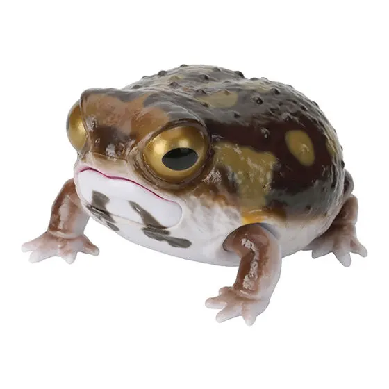 いきもの大図鑑レプティ ツノガエルとアメフクラガエル アメフクラガエル（ダーク）