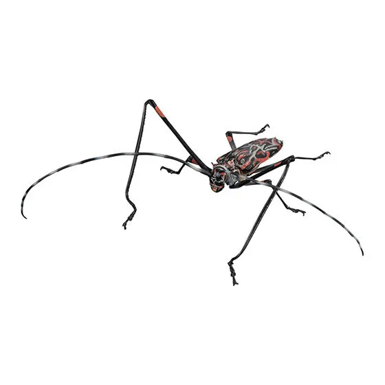 いきもの大図鑑アドバンス カミキリムシ テナガカミキリ