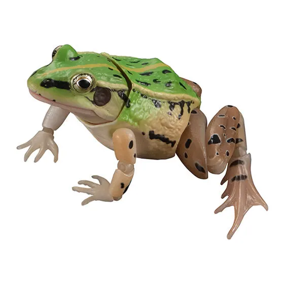 いきもの大図鑑アドバンス トノサマガエル トノサマガエル(オス、緑色)