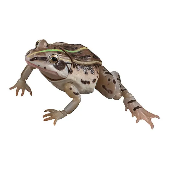 いきもの大図鑑アドバンス トノサマガエル トノサマガエル(オス、灰褐色)