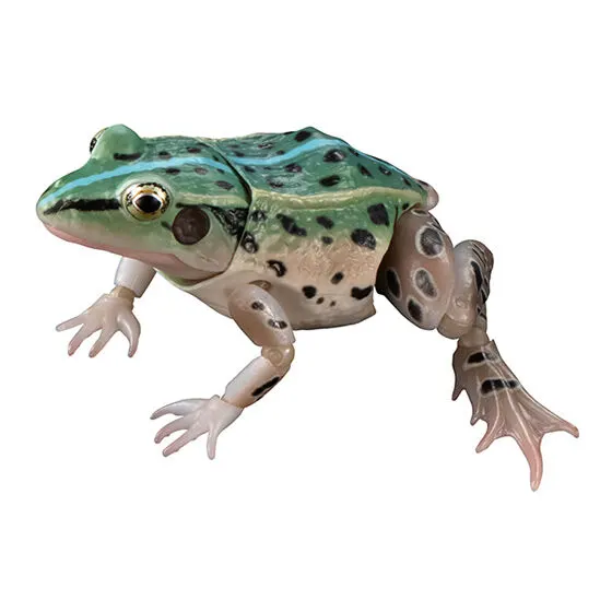いきもの大図鑑アドバンス トノサマガエル トノサマガエル(オス、ブルー)