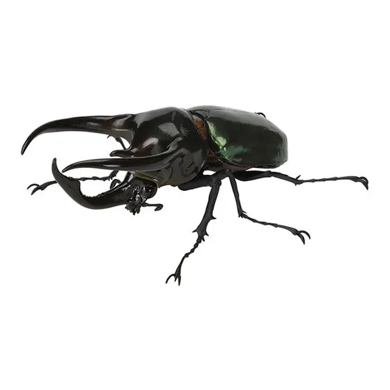 いきもの大図鑑 かぶとむし06 アトラスオオカブト
