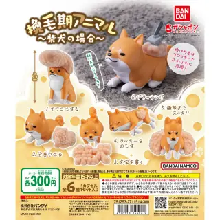 換毛期アニマル ～柴犬の場合～の画像