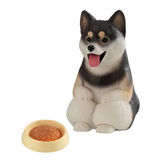 まてぼうけ 犬 黒柴