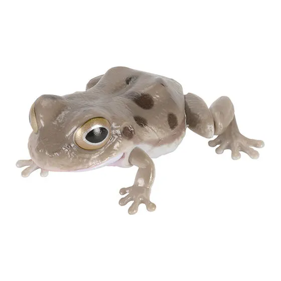 いきもの大図鑑 レプティ アマガエル アマガエル(まだら模様グレー)
