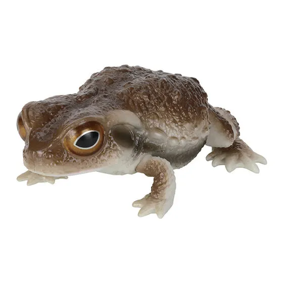 いきもの大図鑑レプティ ヒキガエルとモリアオガエル ヒキガエル（ダークブラウン）