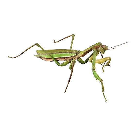 いきもの大図鑑アドバンス オオカマキリとショウリョウバッタ オオカマキリ(緑色型)