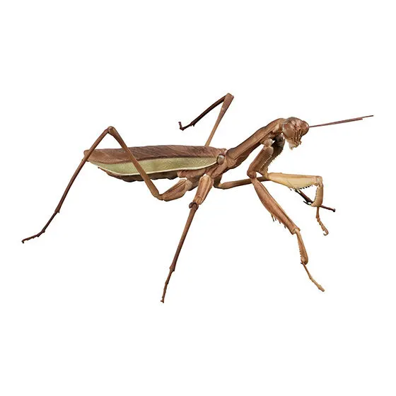 いきもの大図鑑アドバンス オオカマキリとショウリョウバッタ オオカマキリ(褐色型)