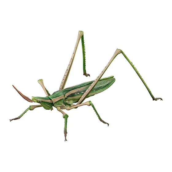 いきもの大図鑑アドバンス オオカマキリとショウリョウバッタ ショウリョウバッタ(緑色型)