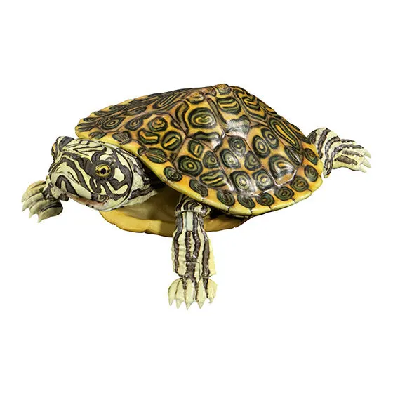 いきもの大図鑑アドバンス カメ02 リオグランデクーター