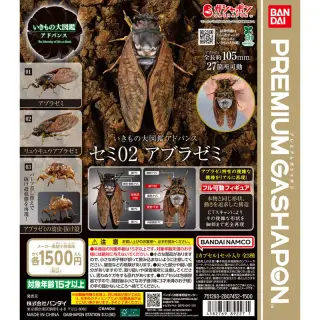 いきもの大図鑑アドバンス セミ02 アブラゼミの画像