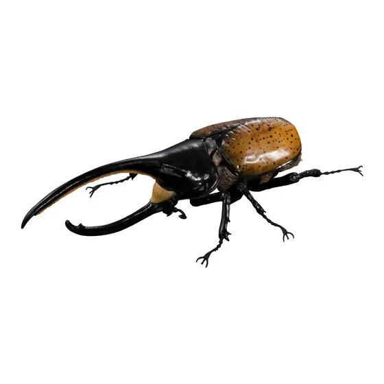 いきもの大図鑑アドバンス カブトムシ04 ヘラクレス・タカクワイ