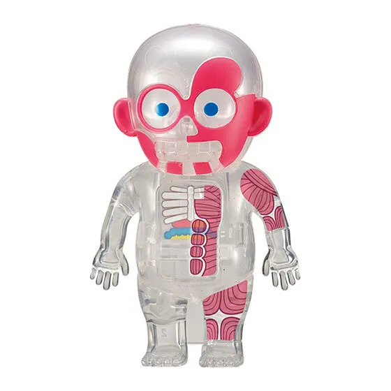 ドキドキ人体模型mini クリアver.