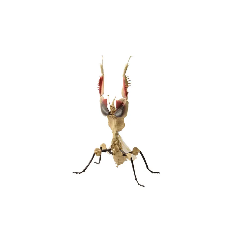 一番くじ昆虫 世界の昆虫だいしゅうごう! ラインナップ 9
