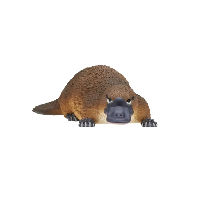 オーストラリア ラインナップ 6