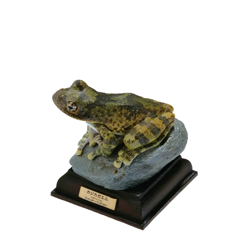 日本のカエル THE FROGS IN JAPAN ラインナップ 5