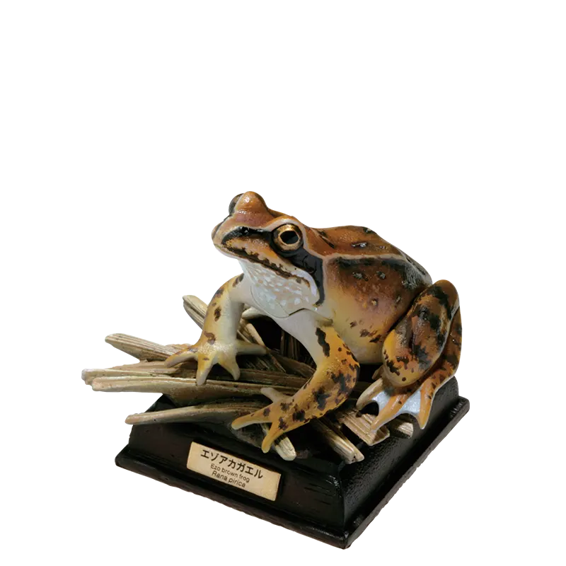 日本のカエル THE FROGS IN JAPAN ラインナップ 6
