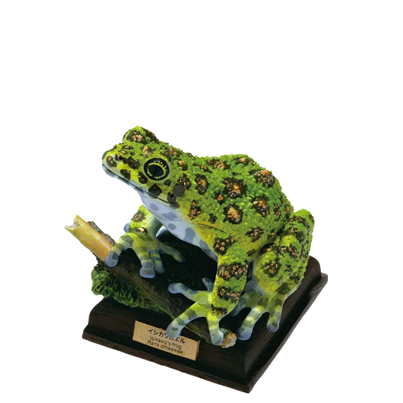 日本のカエル THE FROGS IN JAPAN ラインナップ 7