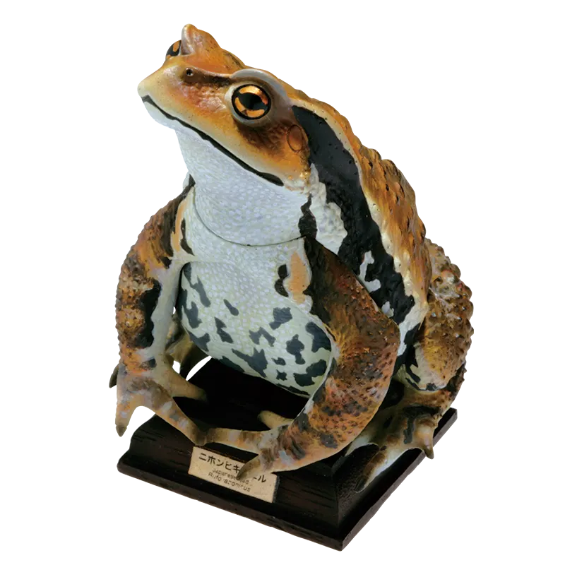 日本のカエル THE FROGS IN JAPAN ラインナップ 8
